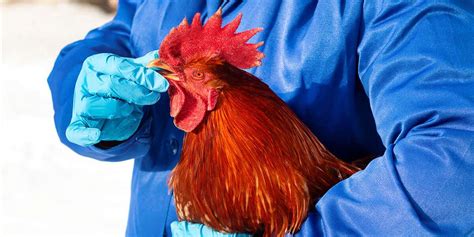 gamefowl conditioning guide|Tried and Tested: The 21 Day Gamefowl Conditioning Program.